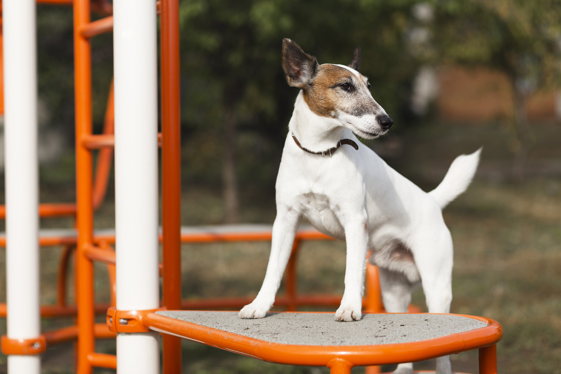 Pet Boarding In Kingman, AZ Kingman Animal Hospital