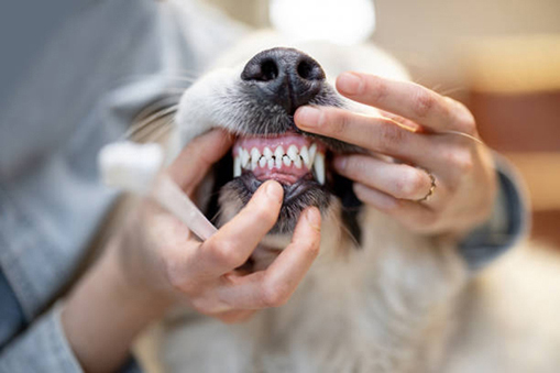 Pet Dental Care and Oral Health