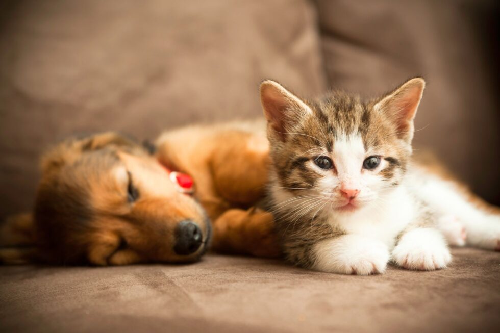 Pet Puppy And Kitten Care In Kingman, AZ Kingman Animal Hospital