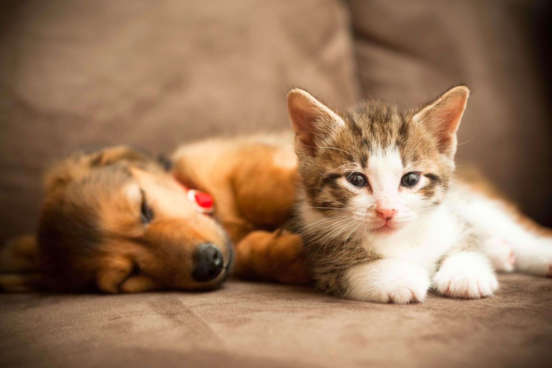 Pet Puppy and Kitten Care