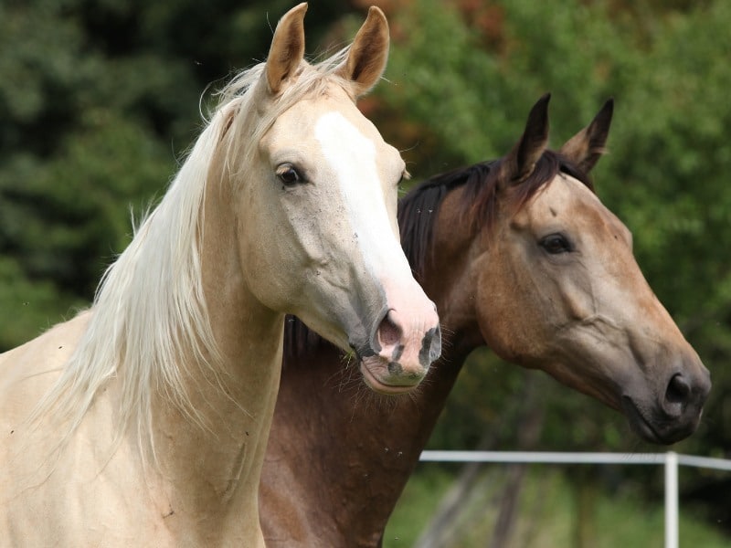 Two palomino horses running