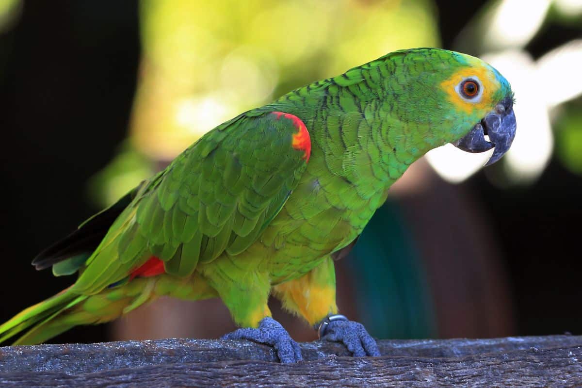 Amazon parrot perched on a log