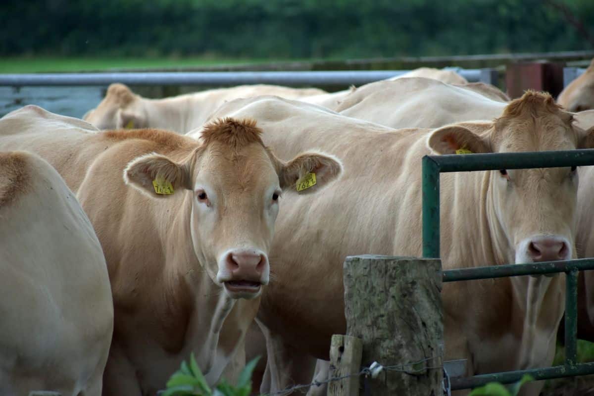 Group of light-brown cows
