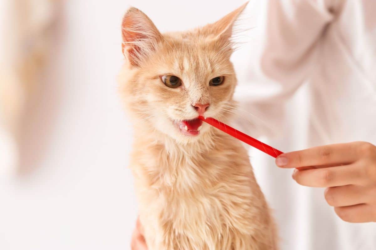 A vet brushing an orange cat's teeth