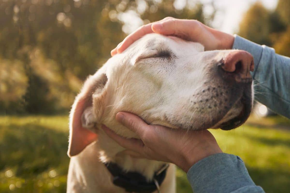 Close-up of a dog being petted