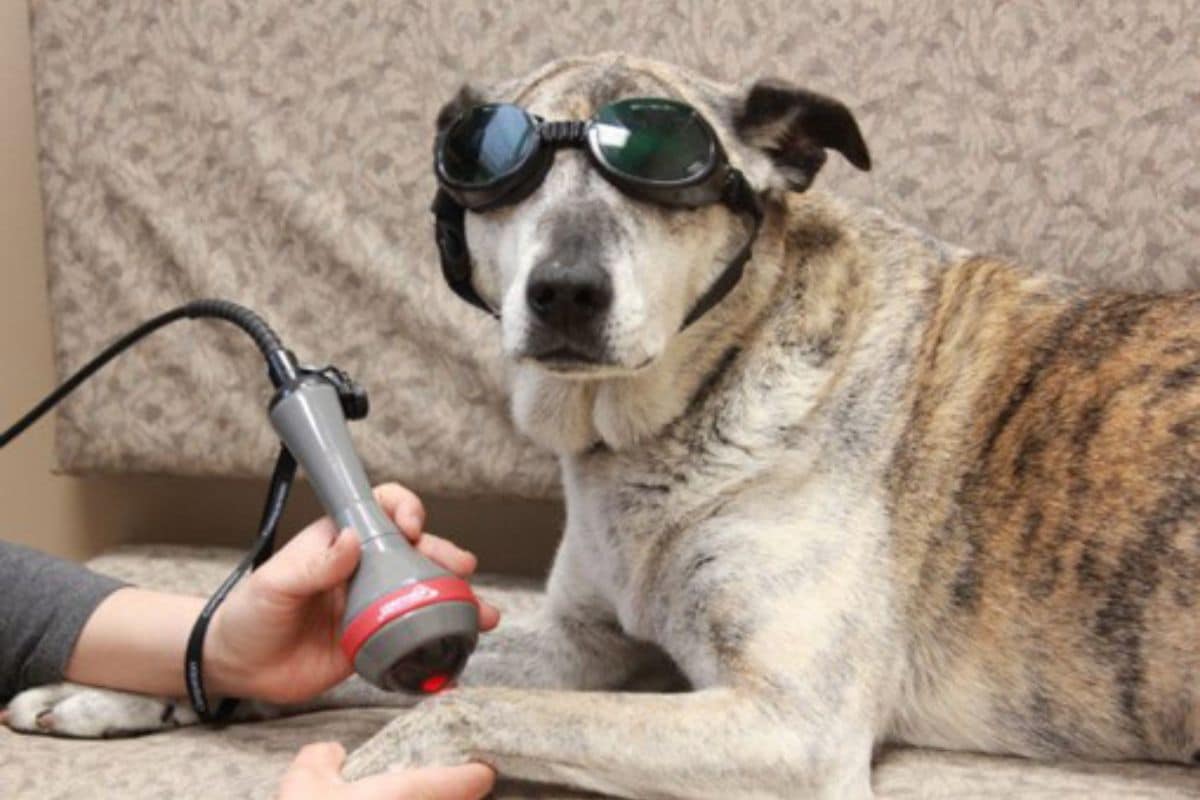 A dog receiving veterinary laser treatment