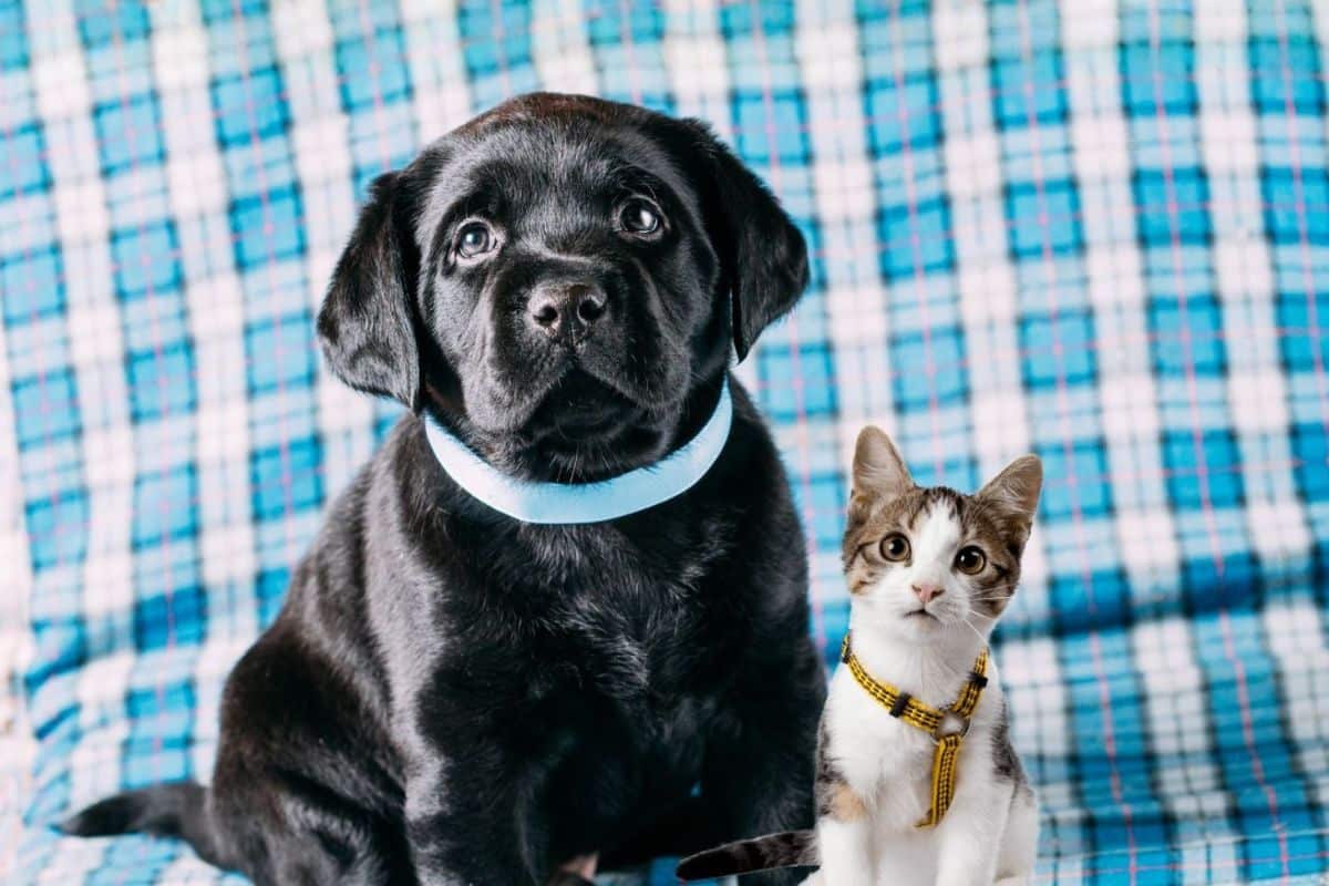 A puppy and tabby kitten sitting together